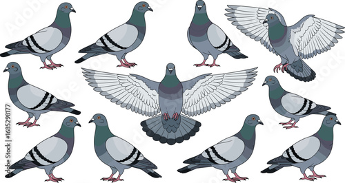 Urban pigeons in flight and perched poses, detailed vector illustration of city birds for wildlife, nature, and educational design use.