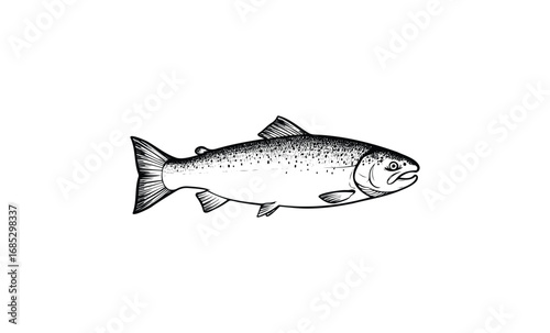 Detailed black and white salmon fish illustration art. Vector retro hand drawn illustration