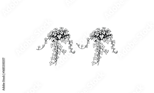 Monochrome ivy vines hanging on wall minimalist design. Vector retro hand drawn illustration
