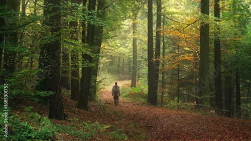 Hiker in atmospheric beech forest with pleasant soothing colors in fall. Walking under trees on a path covered with autumn leaves