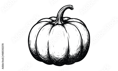 Hand-drawn pumpkin illustration with detailed line art. Vector retro hand drawn illustration