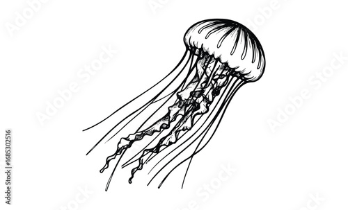 Intricate jellyfish sketch: detailed ocean marine life art. Vector retro hand drawn illustration