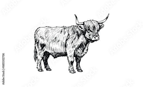 Detailed black and white illustration of a highland cow with long horns. Vector retro hand drawn illustration
