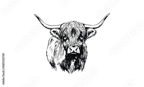 Detailed black and white highland cow head illustration with long horns. Vector retro hand drawn illustration