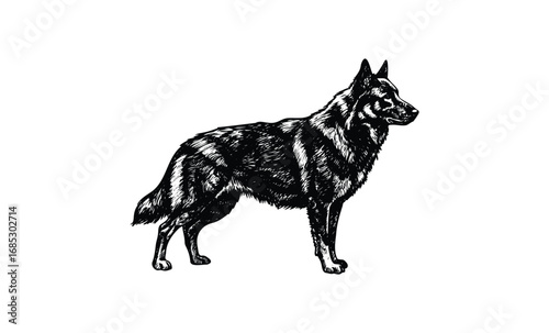 Detailed sketch of a standing german shepherd dog in profile view. Vector retro hand drawn illustration
