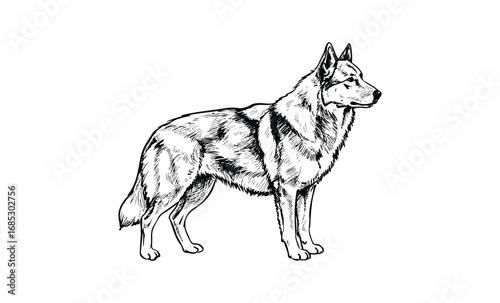 Standing german shepherd illustration in black and white. Vector retro hand drawn illustration