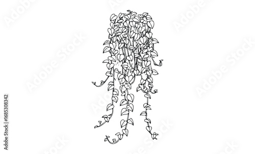 Monochrome line art of cascading hanging plant with vines and leaves. Vector retro hand drawn illustration