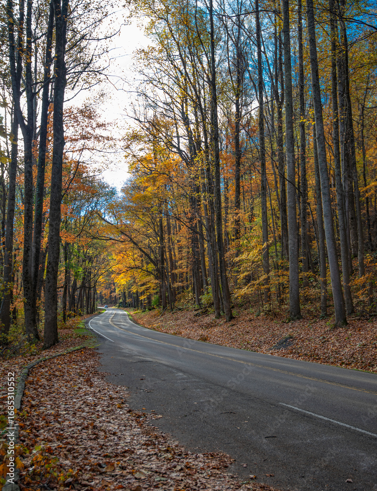 Fototapeta premium Vibrant autumn colors line a winding road near Cherokee NC USA