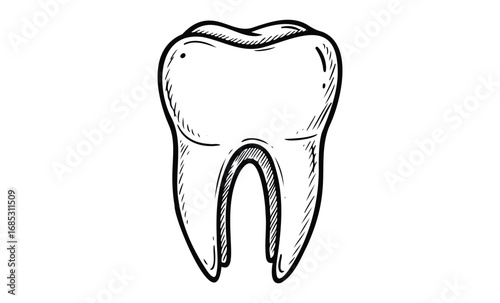 Illustration of a detailed black and white tooth outline. Vector retro hand drawn illustration