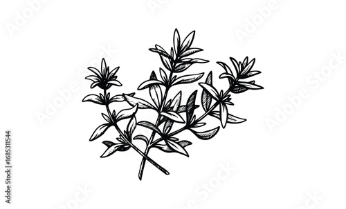 Hand-drawn botanical illustration of thyme plant with leaves and flowers. Vector retro hand drawn illustration