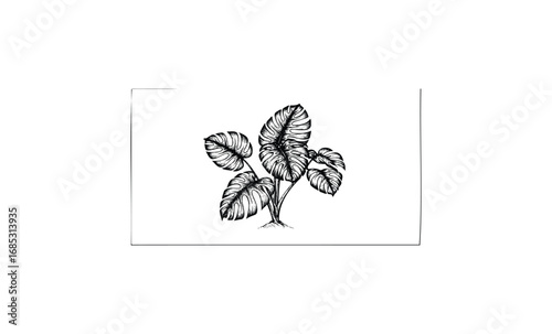 Monstera deliciosa plant sketch with detailed large leaves. Vector retro hand drawn illustration