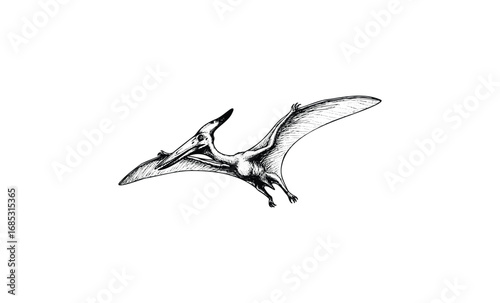 Vintage pterosaur illustration with detailed wings and beak. Vector retro hand drawn illustration