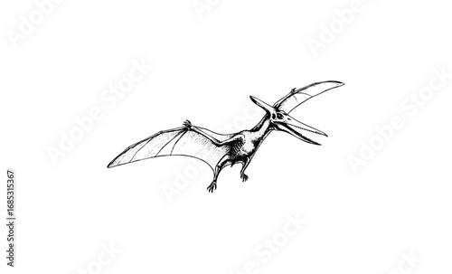 Detailed vintage sketch of pterosaur with outstretched wings. Vector retro hand drawn illustration