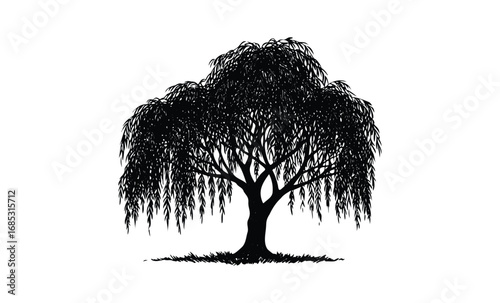 Silhouette of a majestic weeping willow tree with graceful branches. Vector retro hand drawn illustration