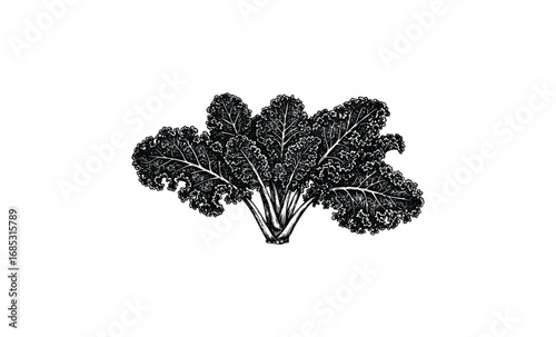Hand-drawn black and white kale illustration with detailed leaves. Vector retro hand drawn illustration