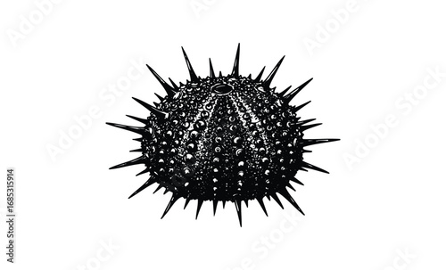 Black and white sea urchin illustration with detailed spines. Vector retro hand drawn illustration