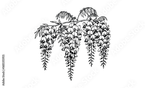Elegant black and white wisteria drawing with detailed floral cluster. Vector retro hand drawn illustration