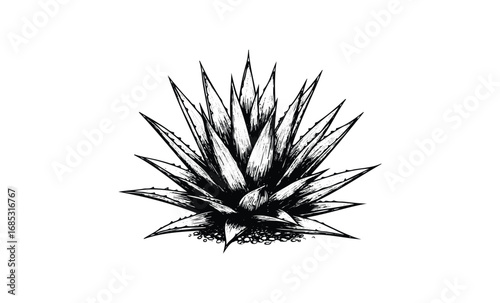 Detailed black and white illustration of agave plant with spiky leaves. Vector retro hand drawn illustration