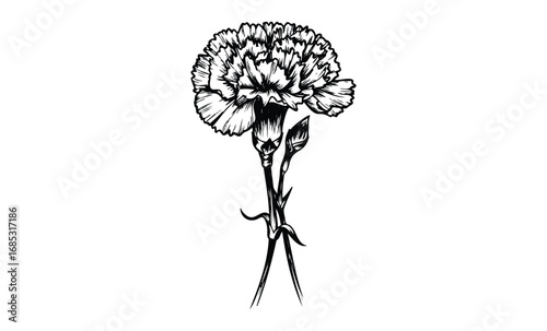 Black and white carnation drawing with detailed floral design. Vector retro hand drawn illustration