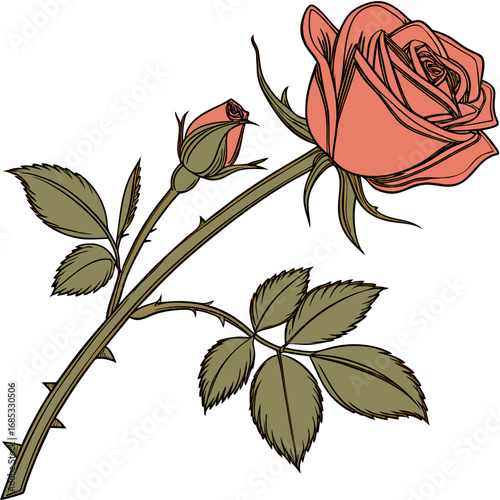 Single red rose with leafs with white background
