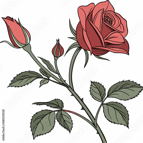 Single red rose with leafs with white background