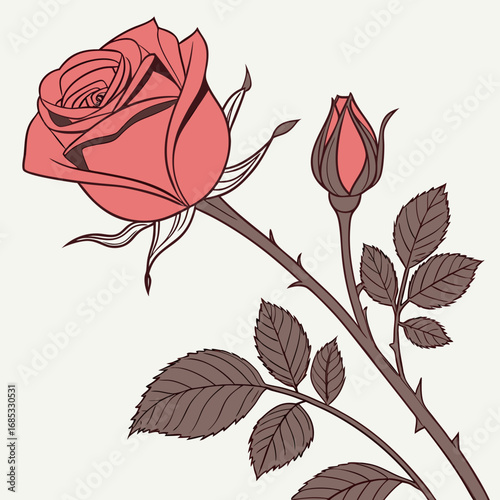 Single red rose with leafs with white background