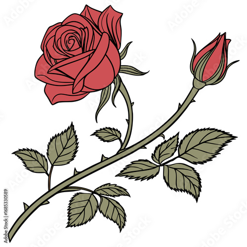 Single red rose with leafs with white background