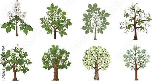 Chestnut tree vector set, blooming horse chestnut trees with green leaves and flowers, stylized botanical illustrations for nature, garden, forest, and floral design.