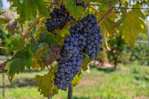 Wallpaper Mural Abundant bunches of dark grapes on a grapevine, bathed in golden sunlight, representing the bounty of the autumn harvest and the traditional artistry of grape cultivation for fine wine. Torontodigital.ca