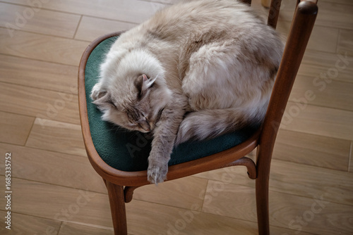 Fotografía Neva Masquerade cat on a chair. Blue eyes.