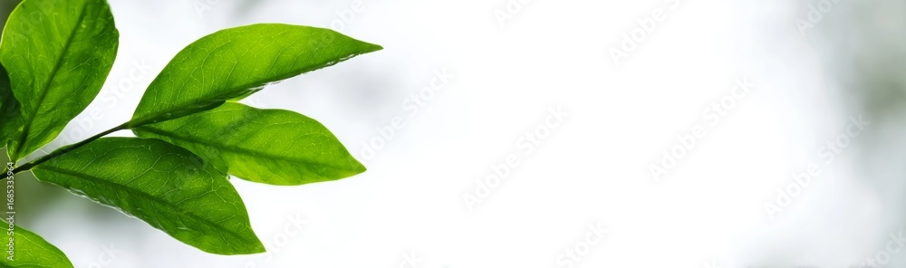 Obraz premium Fresh Green Leaves on White Background