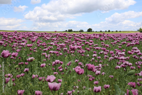 Wallpaper Mural Field of red and purple poppies in the wind Torontodigital.ca