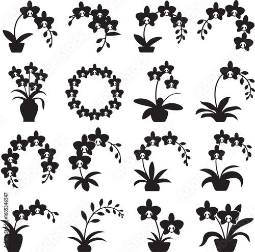 Silhouettes of orchid flowers in pots and as decorative arrangements floral plant