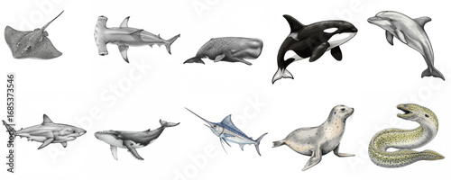 Set of various sea animals including shark, dolphin, cachet, moray eel, stingray, fur seal etc. for educational purposes and ocean conservation campaigns