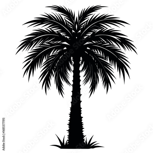 a-stark-black-silhouette-of-a-mature-palm-tree-aga  silhouette vector design .eps