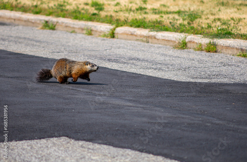 Groundhog running across asphalt road in summer