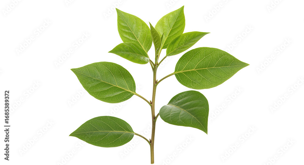 Obraz premium Fresh Green Leaves Branch Isolated on White Background plant nat