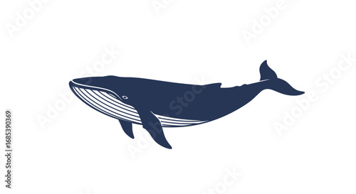 Majestic blue whale illustration with detailed flippers and tail fin on a clean white background