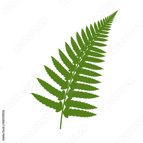 A single vibrant green fern frond with delicate feathery leaves isolated on a clean white background showcasing natural botanical beauty