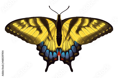 Eastern Tiger Swallowtail - Papilio glaucus