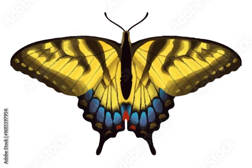 Obraz Eastern Tiger Swallowtail - Papilio glaucus