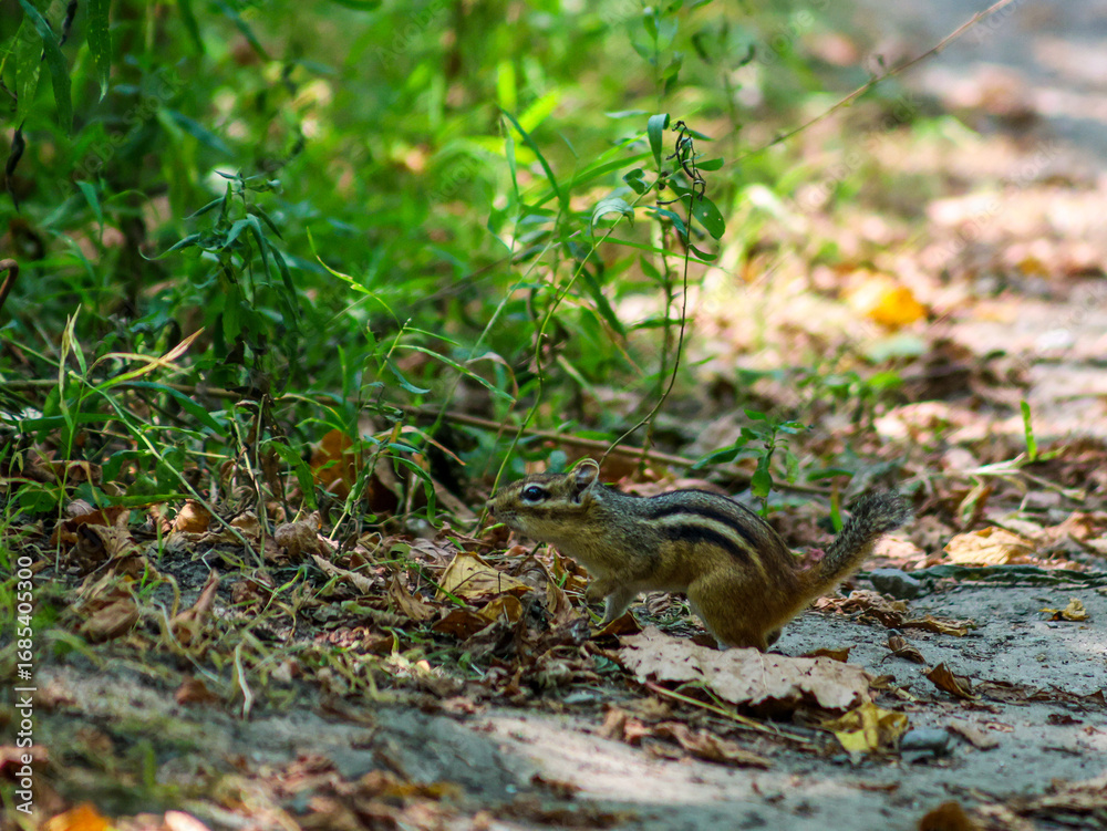 Fototapeta premium Eastern chipmunk on forest path with green plants and fallen leaves
