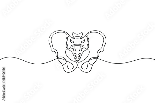 Anatomical line drawing of the human pelvis