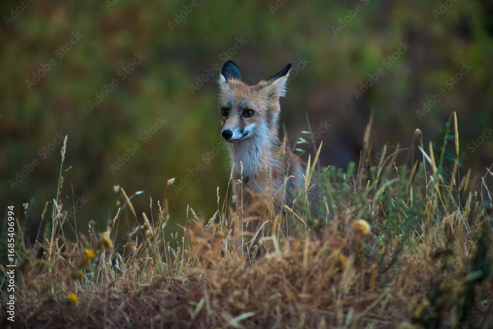 Fototapeta premium Wild fox in the forest at dusk in Monfragüe National Park, Extremadura, Spain. Wildlife photography in natural environment.