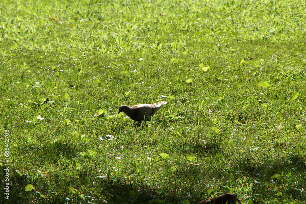 Fototapeta premium Lone Park Bird