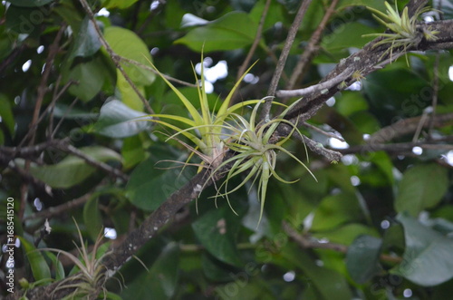 Epiphyten