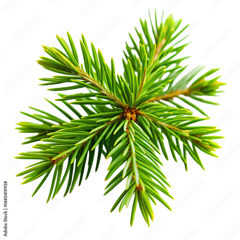 Fototapeta premium Green Spruce Branch CloseUp on Transparent Background