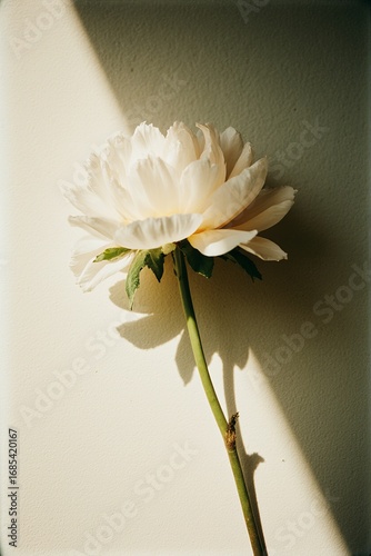 close up white peony flower head, minimal elegance photography