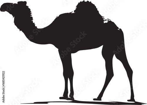 Dromedary Camel Silhouette on White Background
