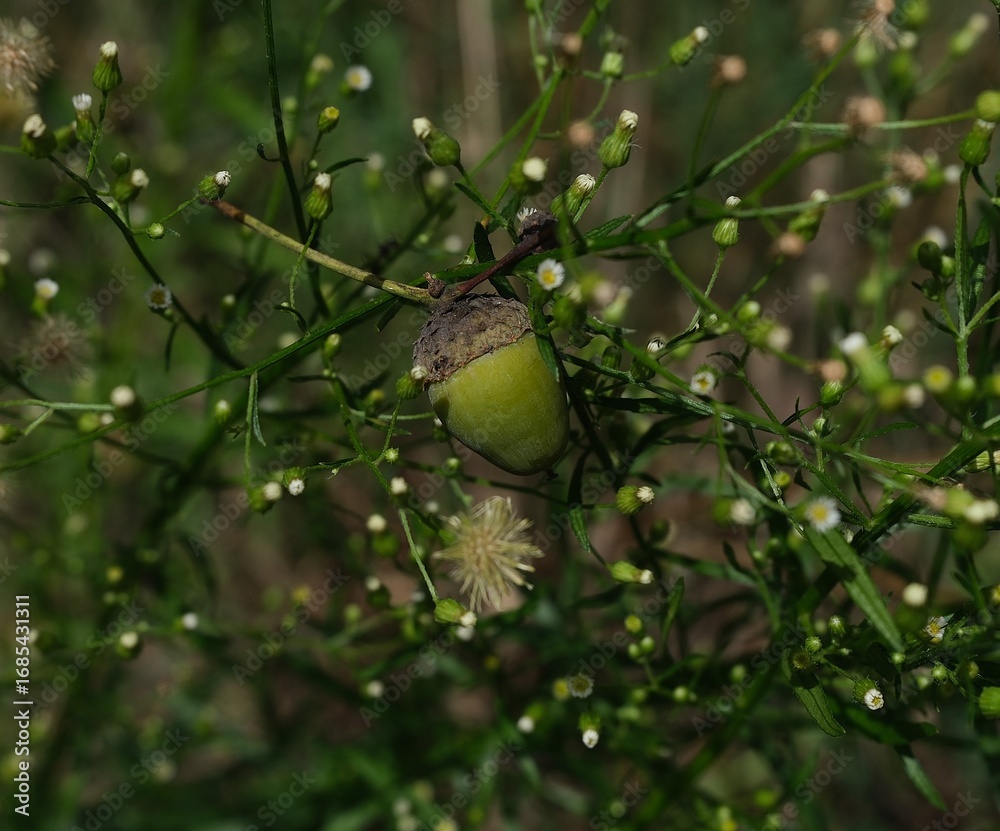 Obraz premium Close-up of a green acorn growing among wild plants and small blossoms in natural forest environment